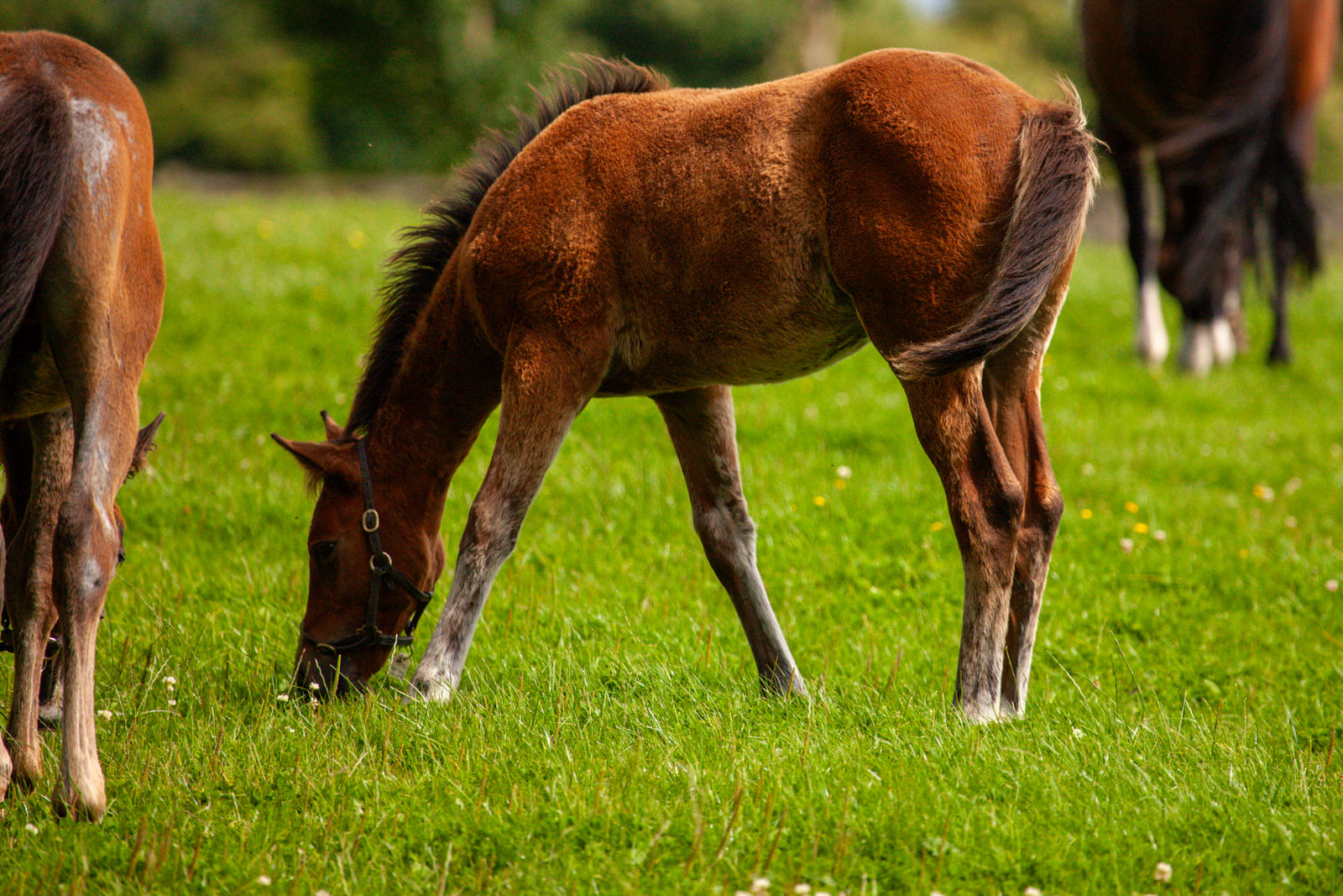 NATIONAL STUD
