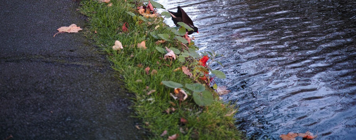 WILTON TERRACE NOVEMBER 2014  013